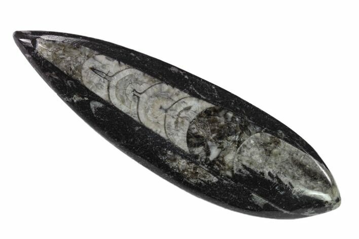 Polished Fossil Orthoceras (Cephalopod) - Morocco #138407